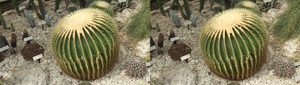 Sample side-by-side image (cactus)