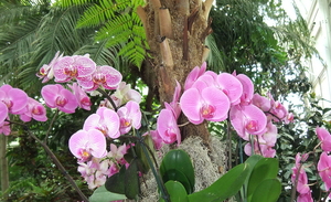 Bronx Gardens – Orchids