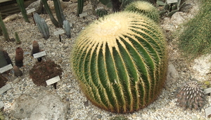 Bronx Gardens – Cacti