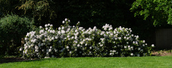 Cryfield Rhododendrons (JPEG 2026)