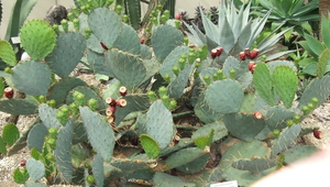Bronx Gardens – Cacti
