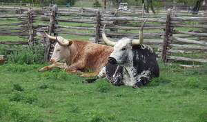LBJ Ranch Park – Longhorn cattle