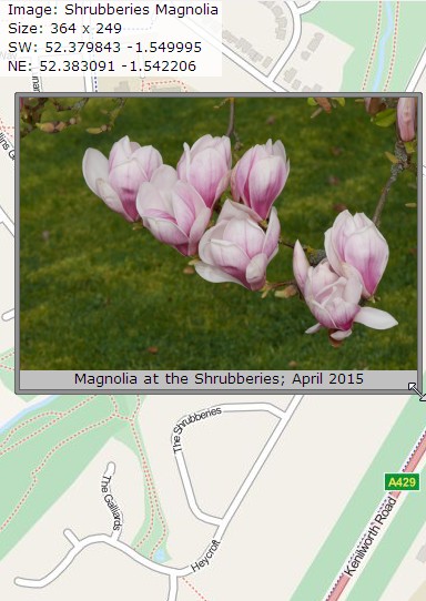 files/20180102-Image-Magnolia.jpg